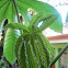 Cecropia