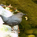 American Dipper