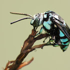 Neon Cuckoo Bee