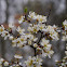 Sloe, Schlehe