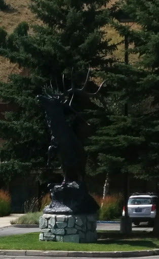 Elk at Mac Phails