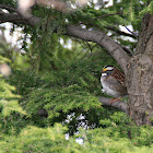White-throated Sparrow