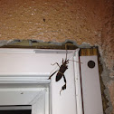 Leaf-footed Bug