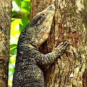 Lace Monitor