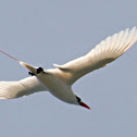 Koa‘e ‘ula / Red-tailed Tropicbird