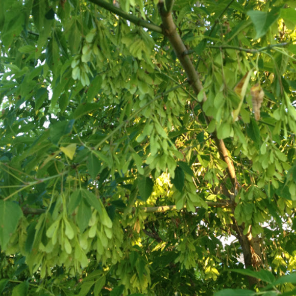 Spotting Image 1
