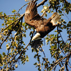 Eagle