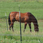 Domestic Horse