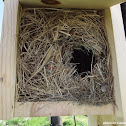 Bird Nest
