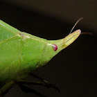Spike-headed false-leaf katydid
