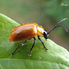 Leaf beetle