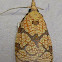 Reticulated Fruitworm Moth