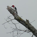 Red-headed Woodpecker