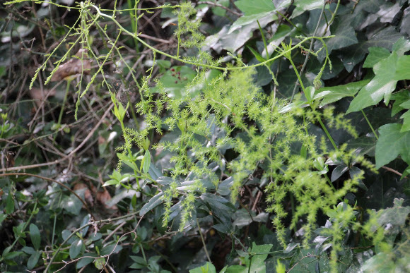 Spotting Image 1