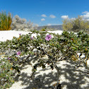 Beardtongue