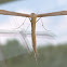 Morning Glory Plume Moth