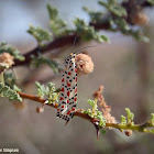Crimon-speckled Flunkey