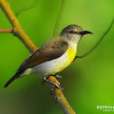 Purple-rumped Sunbird - Female