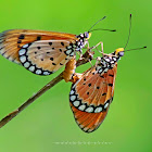 Tawny Coster [হরিণছড়া]