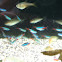 neon tetra