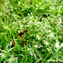 Cock's-foot or orchard grass