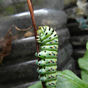 Old World Swallowtail