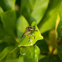 Robber fly