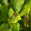 Robber fly