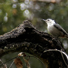 White-breasted Nuthatch