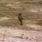 Painted Bunting
