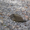 Groundhog