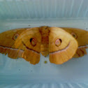 Japanese Silk Moth