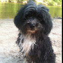 Molly- Shih-poo Mix Dog
