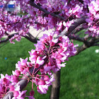 Redbud Tree