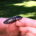 Eyed Click Beetle