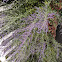 Russian Sage