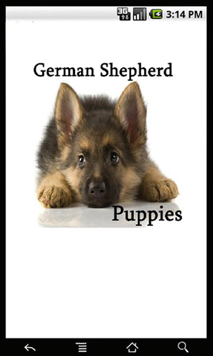 German Shepherd Puppies