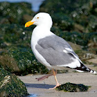 Herring Gull