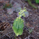 Northwestern Twayblade