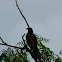 Greater Coucal