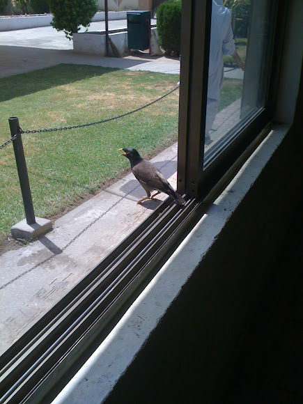 Spotting Image 1