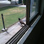 Common Myna