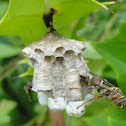 Banded Paper Wasp