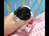 Hembra Macho Cachorros Shih Tzu A Muy Bien Precio