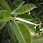 Ficus macrophylla