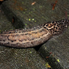 Leopard Slug