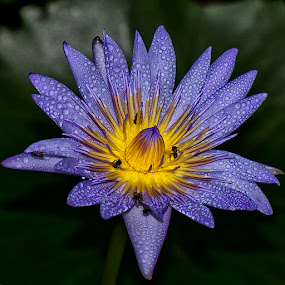 The Nectar by Charliemagne Unggay - Nature Up Close Flowers ( water drops, bees, lily, nature, flower )