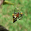 Alpaida Spider