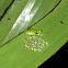 Glass frog