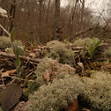 Pussy Toes and Fruticose Lichen